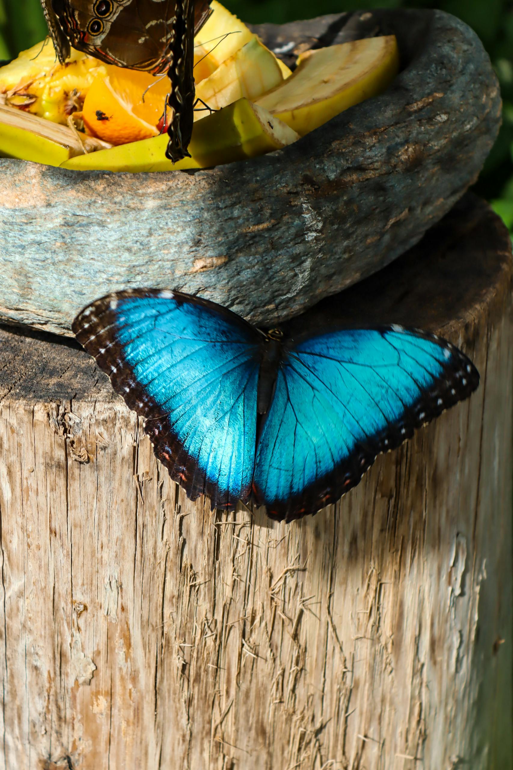 A striking blue morpho butterfly rests on a tree stump near fruit, showcasing its vivid coloring.